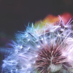 Close-up of dandelion