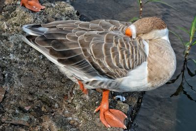Close-up of bird in water