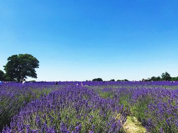 Purple flowering plants on field against blue sky