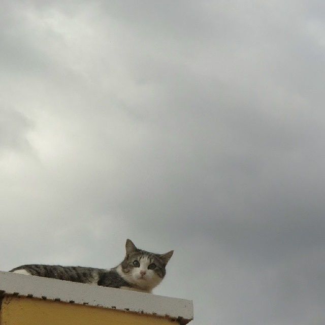 animal themes, one animal, sky, mammal, domestic cat, domestic animals, cloud - sky, pets, cat, cloudy, low angle view, feline, weather, overcast, no people, outdoors, nature, day, cloud, white color