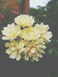 Close-up of yellow flower