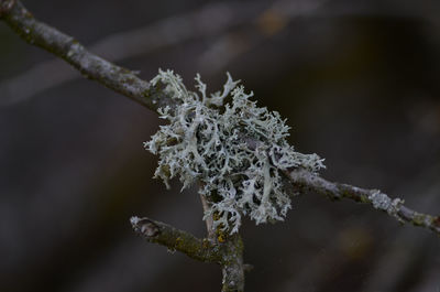 Close-up of frozen plant