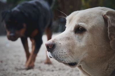 Close-up of dog