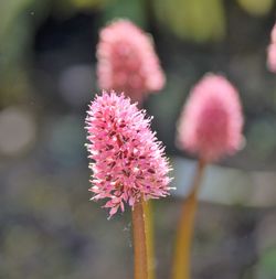 Close-up of pink flowering plant