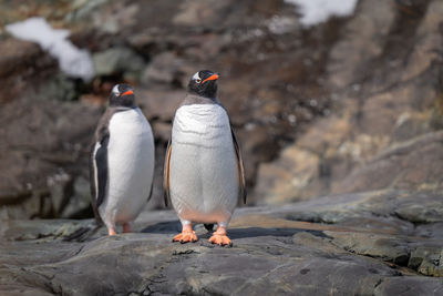 Two gentoo penguina stand on rocky shore