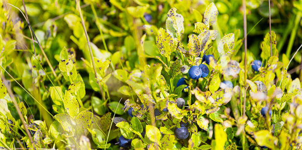 plant