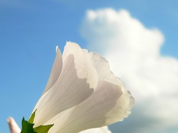 Low angle view of white flowering plant against sky