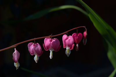 Close-up of pink flowers