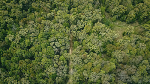 Aerial view of a dirt road running through the forest
