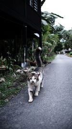 Cat on the street