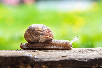 Close-up of snail