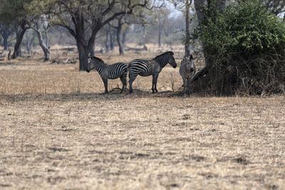 Zebra walking in a field
