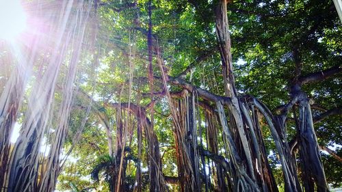 Low angle view of bamboo trees against sky