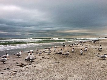 Seagull on beach against cloudy sky