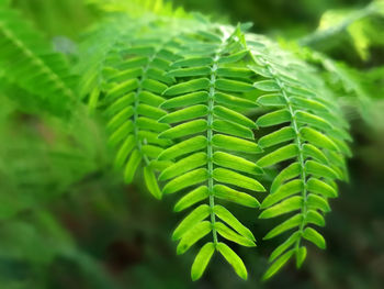 Close-up of fern leaves