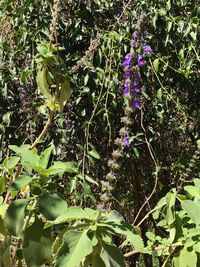 Close-up of plants