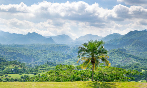 Scenic view of palm trees on landscape against sky