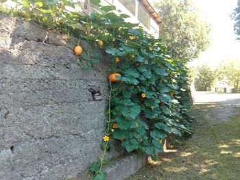 Close-up of creeper plant growing on wall