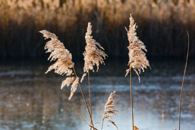 Romantic reeds at the pond exposed in the back light