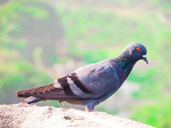 Close-up of bird perching outdoors