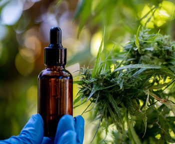 Close-up of hand holding bottle against plants