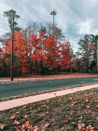 Road with trees in background