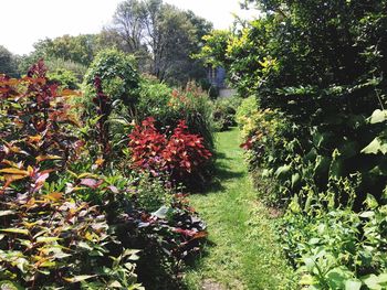 Flowering plants and trees on field