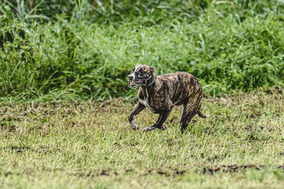 Portrait of a dog on grassy field