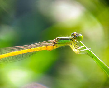 Dragon fly in the green background 