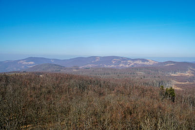 Scenic view of field against clear blue sky