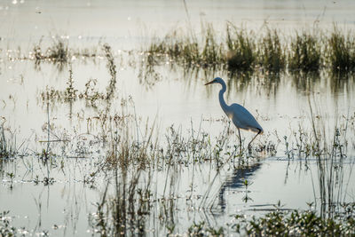 Great egret standing in lake