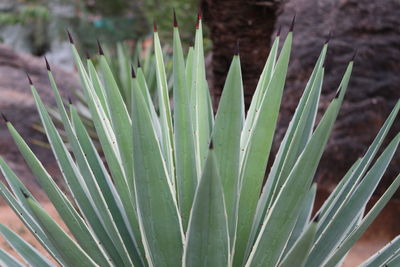 Close-up of succulent plant on field