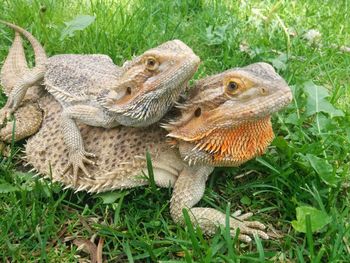 Female bearded dragon with youngster 