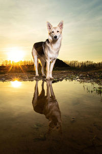 Portrait of dog standing by lake against sky during sunset