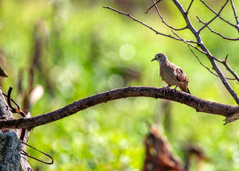 Close-up of bird perching on tree