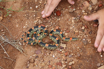 High angle view of hands on land