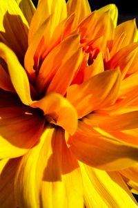 Close-up of day lily blooming outdoors