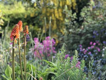 Close-up of purple flowering plant on field