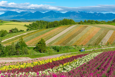 Vivid panoramic colorful flower field. shikisai-no-oka, biei, hokkaido.