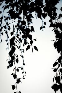 Low angle view of leaves