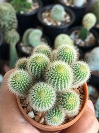 Close-up of succulent plant