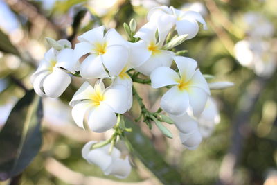 Close-up of white flowering plant