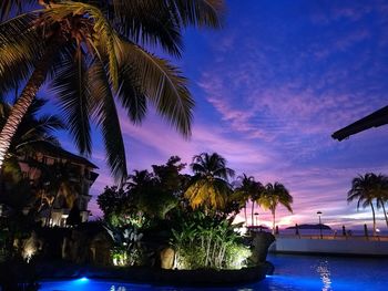 Palm trees by swimming pool at night