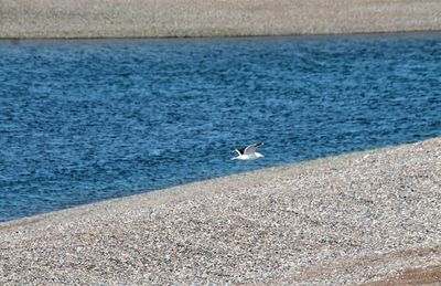 Seagull flying over sea