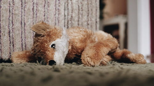 Close-up of a dog resting at home