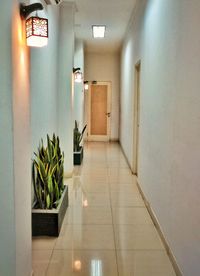 Potted plants in corridor