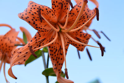 Low angle view of flowering plant against sky