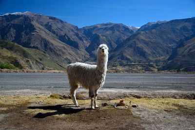 Llama standing against mountains