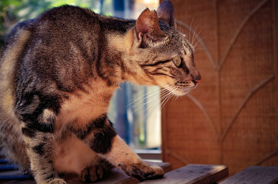 Close-up of cat on table