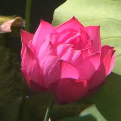 Close-up of pink flower blooming outdoors